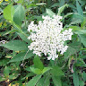 Meet your Posher, Kari